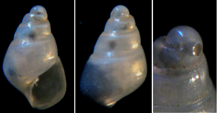 Conferma Odostomia acuta